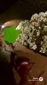 Ant POV
