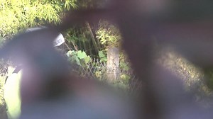 State of Emergency Crime Eradication Operations | North Central Division | 31st January 2025 | Trinidad and Tobago Police Service