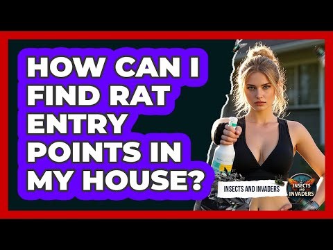 How Can I Find Rat Entry Points In My House? - Insects and Invaders