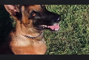 🔊 K9 Taz Final Radio Sign Off 🐕 “February 15, 2023, was a difficult day for Randolph County Sheriff's Office as K9 Taz entered an early medical retirement. Taz has been alongside his partner, Deputy Eason, from his "hire date." He will continue to be with her and live the good "retirement" life with the Eason family. K9 Taz, we appreciate your service and dedication to the citizens of this county. Enjoy your retirement!” - Randolph County NC | Georgia Police K9 Foundation