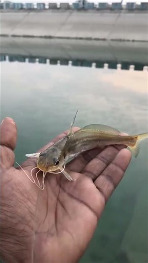 baby machali 🐠🐟 #fishing #farmingtraditions #aquaculture #fish #fishfarming #fishfarm #carpfishing