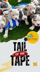 Ready for the cutest game day ever? Join us at the Palm Springs Animal Shelter Puppy Bowl Adoption Event starting tomorrow at 11 AM! Score a touchdown with a new furry teammate for an adoption fee of just $75 per puppy. It's first come, first served, so be there early to make sure you don't miss out on the MVP (Most Valuable Pup) of your heart! Let's give these puppies a forever home touchdown! 🏈🐾 -------------------------------------- #AdoptDontShop #DogLovers #shelterdogs #puppies #puppybowl