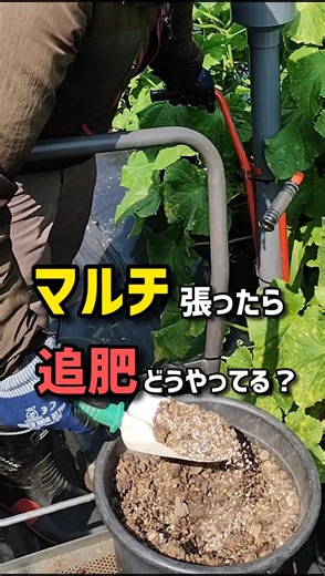 How do you fertilize after laying mulch?