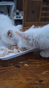 يالا العشا 🥰 #cute #kitty #petlovers #pets @top fans | Pets Finder Egypt