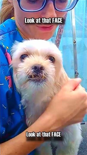 Did you know this about Shih Tzus? #grooming #shihtzu