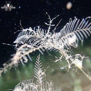 Skeleton shrimp, also known as caprellids, are small marine crustaceans with a unique and delicate appearance. 🤿 @Critter Republic Dive Center 🌐 https://critterrepublic.com 📧 info@critterrepublic.com SDI - Scuba Diving International . . . . . #shrimp #ocean #marinelife | Critter Hunter