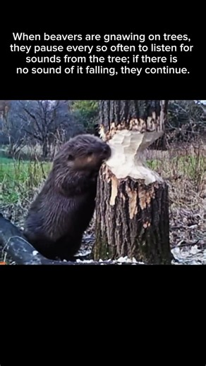 Smart Animals: The Beaver Edition #viral #trending #shorts #explore #nature