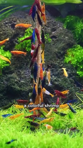 3 Reasons Why Shrimps Make Ideal Aquatic Pets