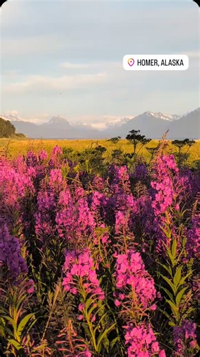 The most beautiful time of year 🪻 📸: @austin.klopstein #VisitHomer #Fireweed #Alaska #HomerAlaska | Visit Homer Alaska