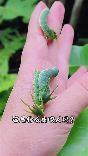 Here are 12 different kinds of insects. Which ones do you know#insect#Insect#Popular scien