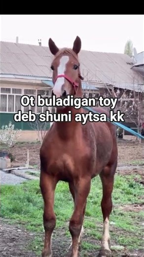 Mashalloh Nechi baho bu otimizga #horse#