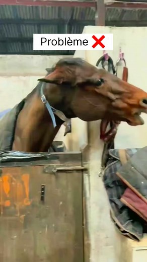 Problème ❌ Cheval agressif, qui mord, tape, botte au box, cheval qui tique à l’ours … Solution ✅ Je mets mon cheval au pré Aussi simple que ça 🤷🏻‍♀️ #equestrian #horse #cheval #poney #horserider | PonyCorn le blog