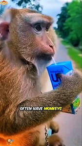 29K views · 252 reactions | Monkeys Helping Farmers Pick Coconuts. | FactsFocus | Facebook