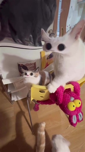 The Cutest Cat Meep Meme Ever!