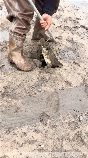 The Beach Camouflager: How a Single Hole Leads to a Perfect Catch