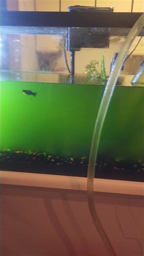 20 Gallon Aquarium Water Changes My Brother Aquarium