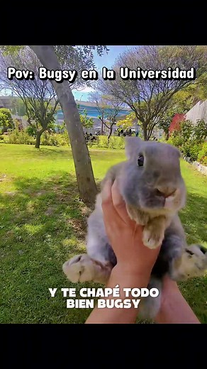 Pov: Bugsy en la Universidad - vida de conejos mascota
