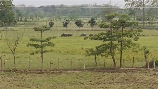 Urban expansion threatens green corridor in Assam's Tinsukia