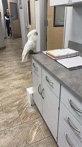2.7K views · 40 reactions | Cumulus, the 19-year-old umbrella cockatoo had the best time singing and dancing on the countertop. He put on a good show for people passing through the corridor. | Jukin Copyright Management | Facebook