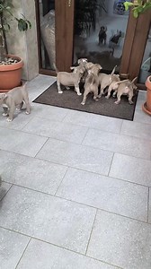 Puppy invasion 💙💙😅😅😅 | Gavrilescu Big Dogs Romania