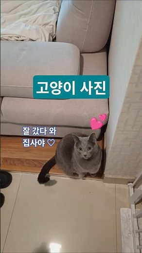 귀여운 고양이 사진 모음 Cute cat photo collection | 귀여운 개냥이 러시안블루 루미와 예쁜 개냥이 태비 시루의 일상 사진 모음