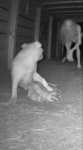 Male Pitbull Saves Puppies as Creepy Creature Attacks From Behind | CCTV