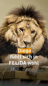 250K views · 6.3K reactions | Update von Löwe Diego!  Zwei Wochen...