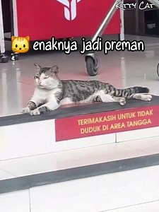 There's a ban, but this cat is so relaxed, stretching out 🐱 #cat #cutecat #oyencat