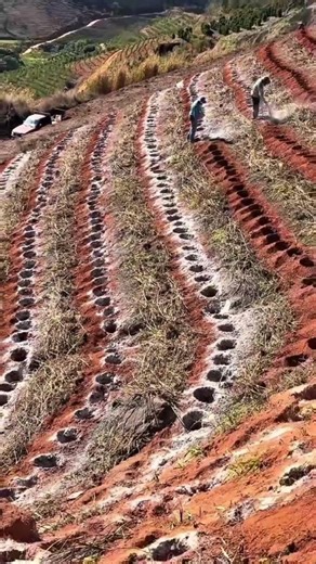 How to prepare coffee plantation land #farming #agriculture #agriculture #agriculturaltechniques ...