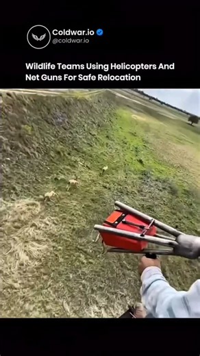 Joy science on Instagram: "Wildlife teams use helicopters and net guns to relocate animals from unsafe or overcrowded areas. This approach is common for large species such as deer antelope and wild horses. The helicopter allows teams to track animals quickly across rough terrain where vehicles fail. A trained operator deploys a net gun from the helicopter. The net restrains the animal without causing injury. Ground crews reach the animal within minutes to secure it properly. Sedation is applied