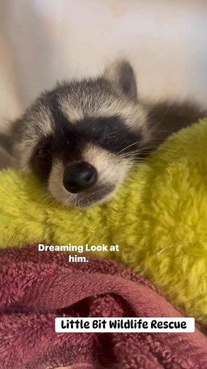 Baby raccoon Randy has a full belly of formula and is now going to dream of running free and wild one day. | Elizabeth McAleenan