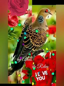 175K views · 5.9K shares | ❀꧁꧂꧁꧂❀ ꧁꧂ ❀ ¯ ´¯ ❀ Bora ouvir música boa!栗‍♂栗‍♀:#♬♬ Eduardo Costa Te Amo Te amo  | Amabile Relva's Videos Musica da Hora | Facebook