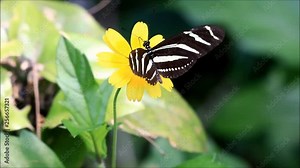 zebra butterfly on yellow blossom, Heliconius charithonia
