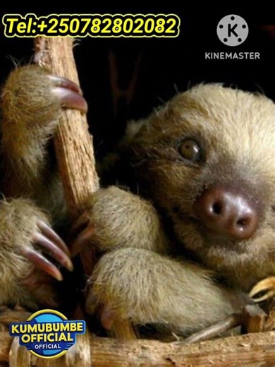 🛑SLOTH Spent 8 to 10 Hour's Sleeping