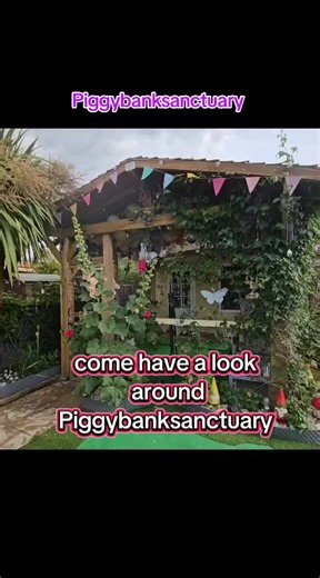 Visit Piggybank Sanctuary: Home to 96 Rescued Guinea Pigs