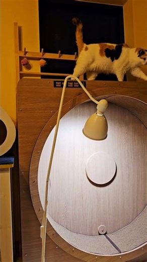 어라, 안나오고 뭐하냥 (창밖의 자전거 불빛이 신기했나 봄) ^^ #먼치킨 #cat #munchkin