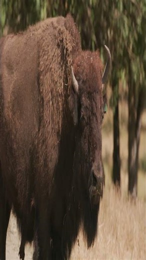 10 Animals that Humiliates their predators_The Buffalo #animaldefense #wildlifeentertainment