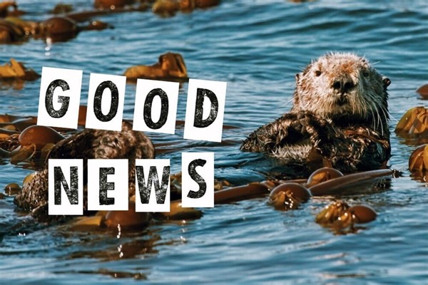 【2024年1月】ラッコのおかげで昆布が元気に？ちょっと心が明るくなる世界のグッドニュース5選 | 世界のソーシャルグッドなアイデアマガジン | IDEAS FOR GOOD