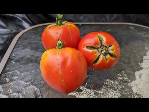 Why do tomatoes crack? 🍅🍅🍅