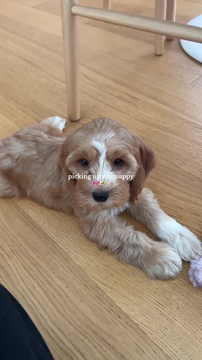 Bringing Home Our New Cockapoo Puppy 🎀