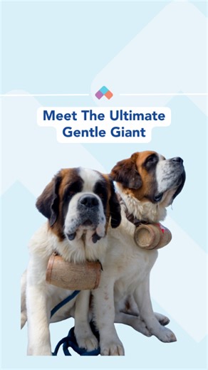 Have you ever thought about adding a Saint Bernard to your life? ﻿VCA Pines West Animal Hospital has best tips for bringing this gentle giant into your home! | VCA Animal Hospitals