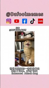 圆头耄耋是什么梗？#迷因 #梗 #迷因範例影片 #圆头耄耋 #猫爹 #耄耋 #猫meme