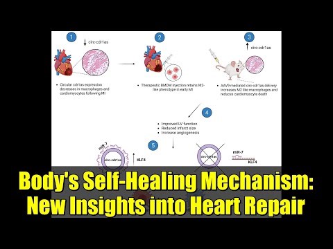 Body's Self-Healing Mechanism: New Insights into Heart Repair