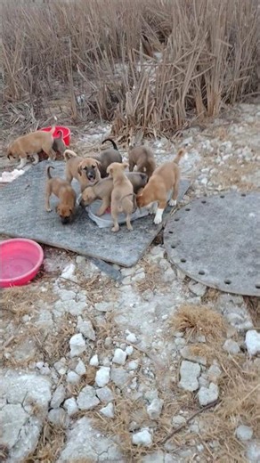 Hungry & Thirsty Crying Motherless Puppies Found in Cave 🐶💔 #shorts