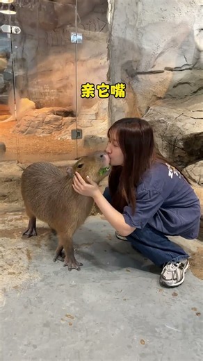 Do Capybaras Hurt People #ChangshaZoo #Capybara #IEnvyCapybarasMentalState