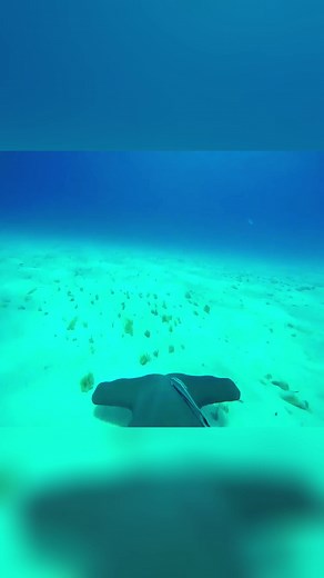 Wait for it...😳 #hammerheadshark #ocean #sea #mysterious #swimming #interesting #fyp