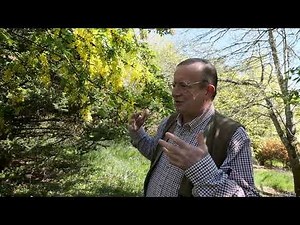 Cytisus - Growing Guide - Burncoose Nurseries