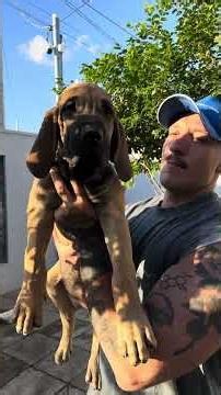 Filhote de Fila Brasileiro disponível no Mato Grosso. Genética, estrutura e temperamento; é aqui.