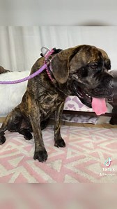 Fidget – Sweet, Playful Bullmastiff o Meet Fidget, an adorable young Bullmastiff girl who is all heart! This sweet, playful pup is as charming as she is cuddly. She’s dog-friendly, easy on a leash, and absolutely loves her toys. Whether she’s tossing around a squeaky, snuggling in for movie night, or following you around with her happy wiggle, Fidget brings gentle joy wherever she goes. She also rides well in the car, making her a perfect adventure buddy. This soft, loving girl is ready for a fa