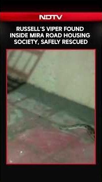 Venomous Russell’s Viper Found Inside Mira Road Housing Society, Safely Rescued